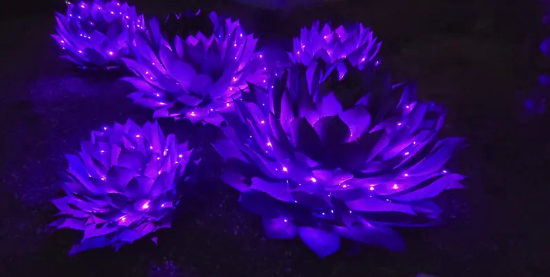 Agave plants wrapped in purple lights